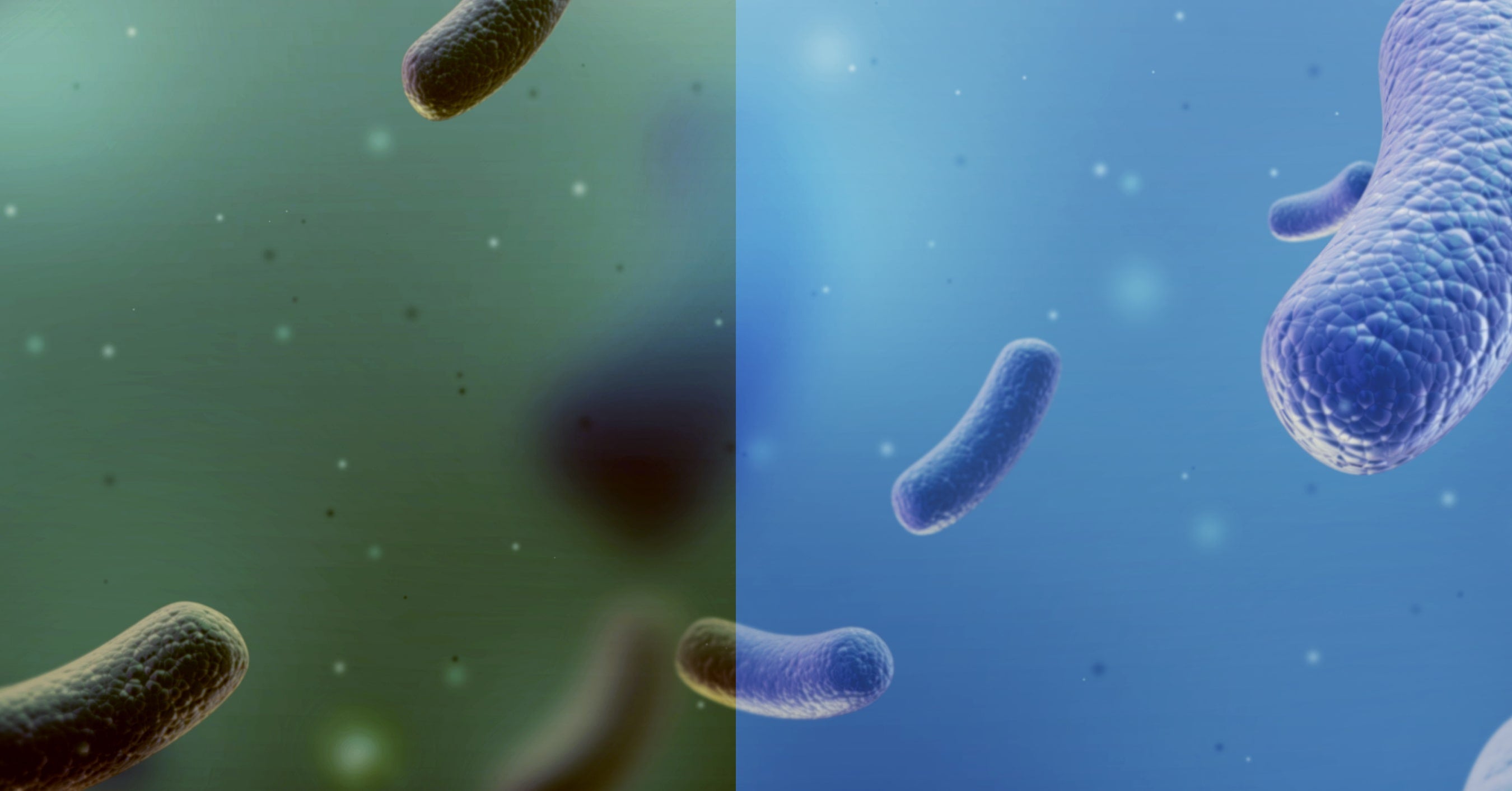 What is the Difference Between Good Gut Bacteria and Bad Gut Bacteria?