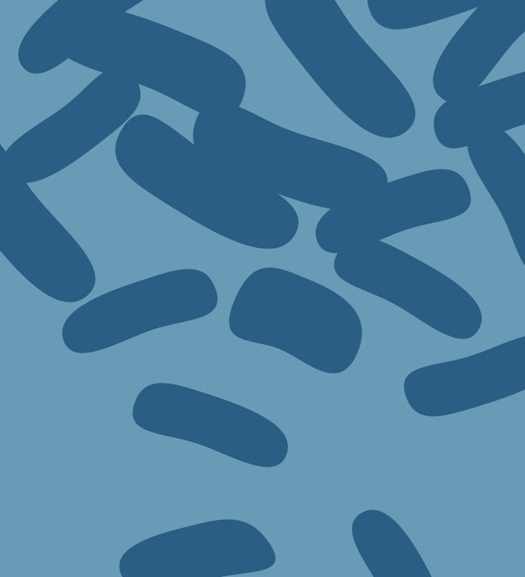 What is Bifidobacterium infantis?