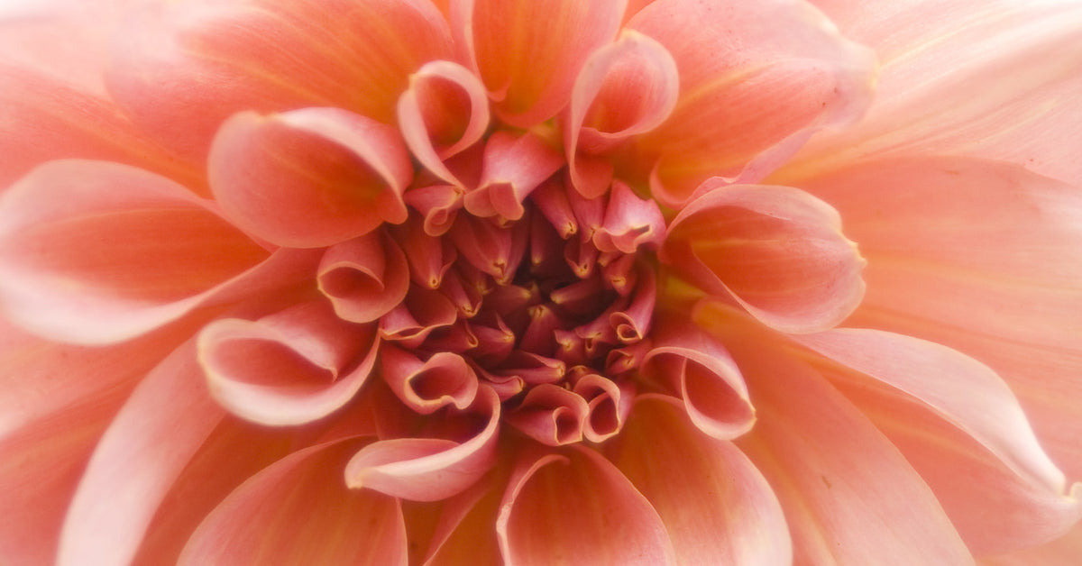 Is Gardening Good for Gut Health?
