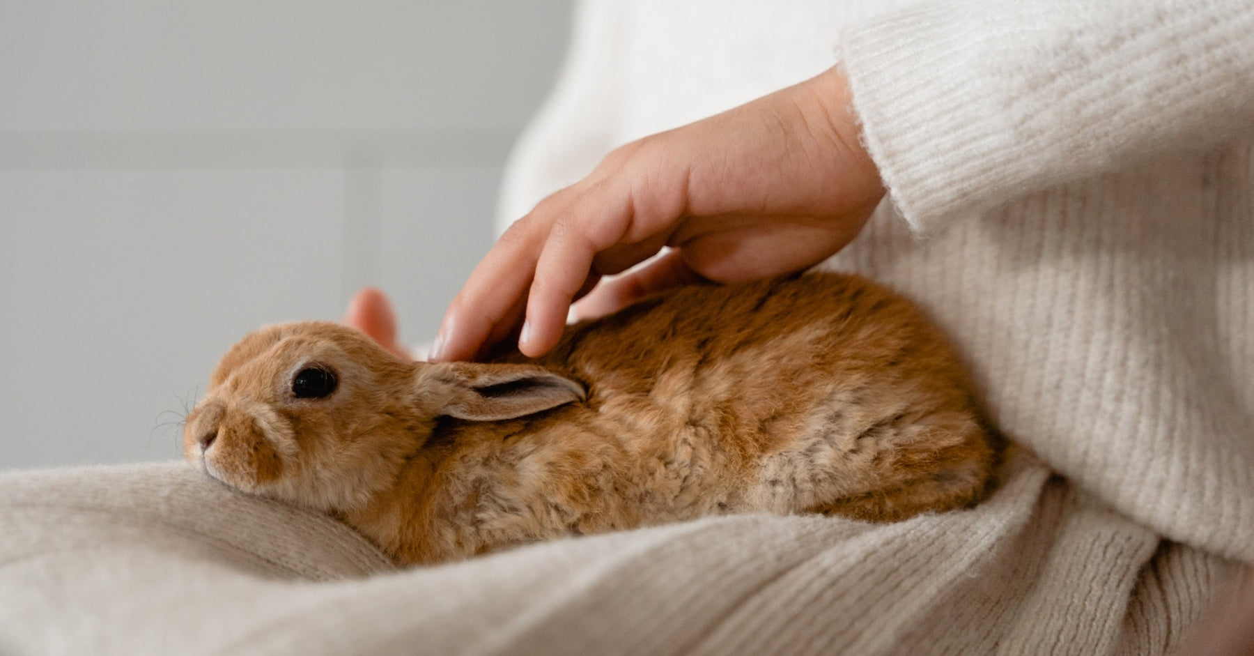 The Pet Prescription: How Furry Friends Boost Gut Health