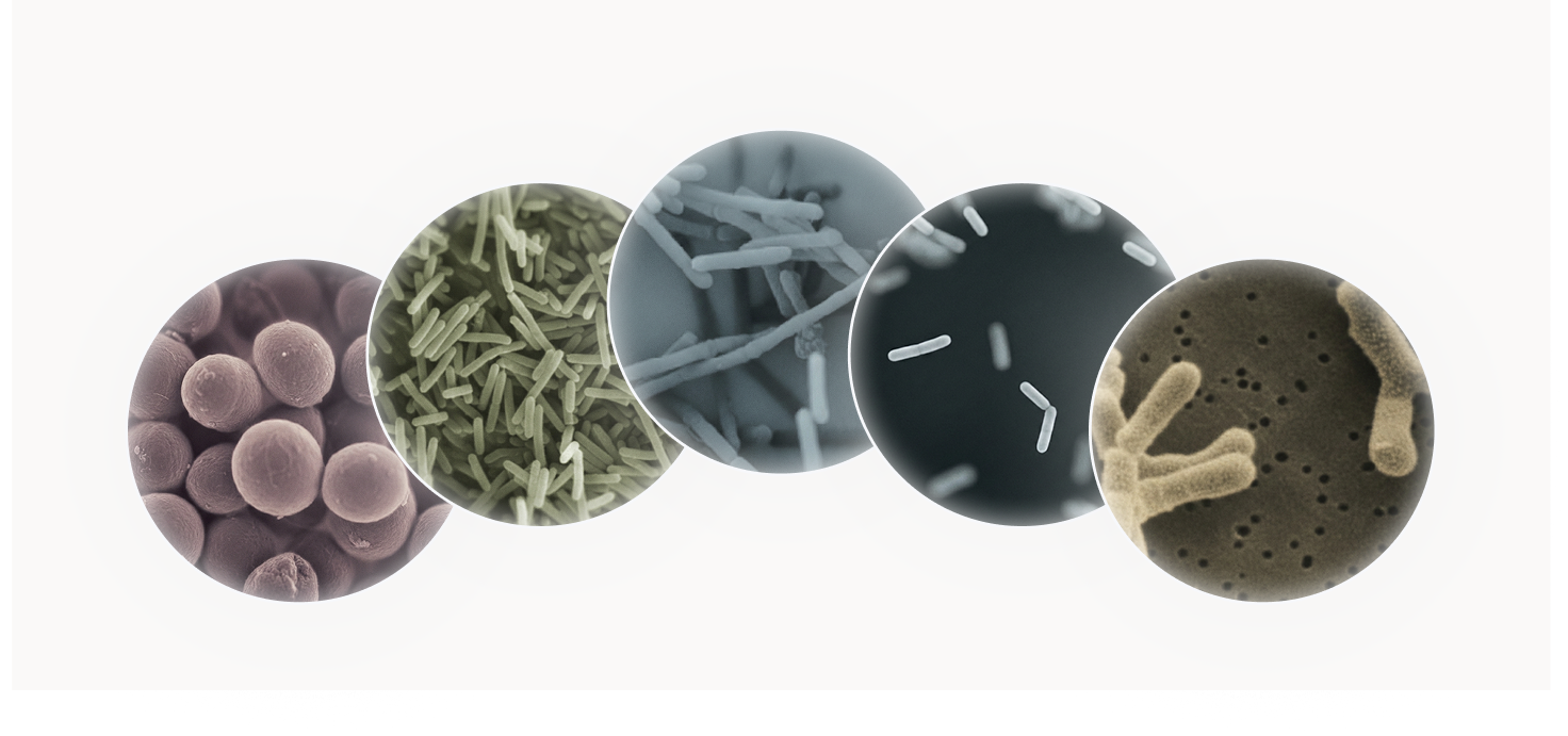 What are Keystone Strains?