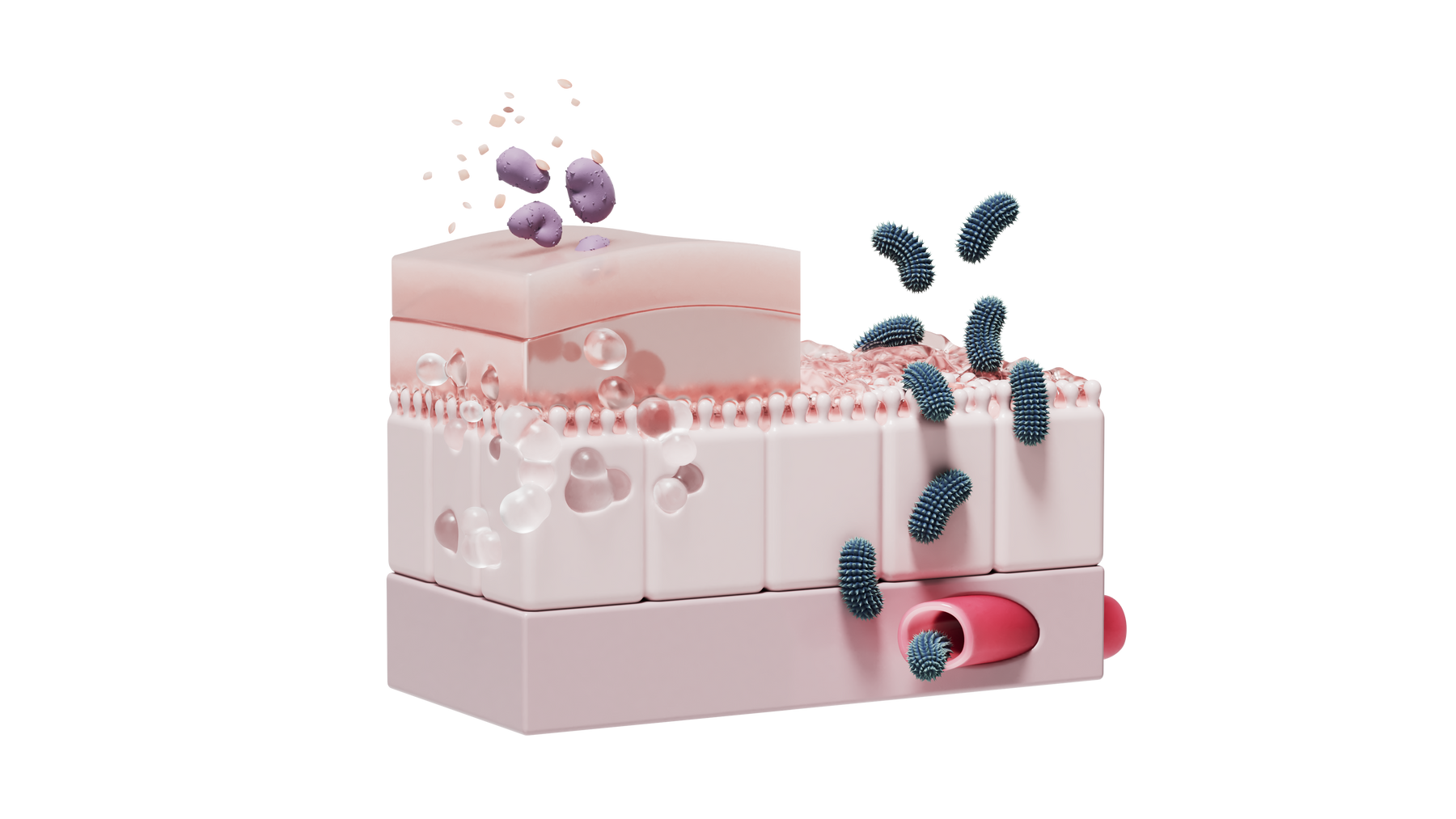 How Can I Boost Akkermansia Levels in My Gut?