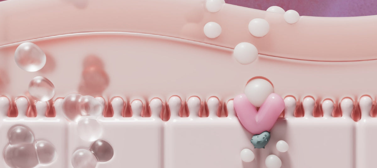 What is Butyrate and What Are Its Health Benefits?