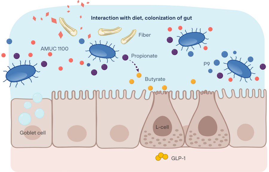Live Akkermansia: the gold standard in probiotic formulation