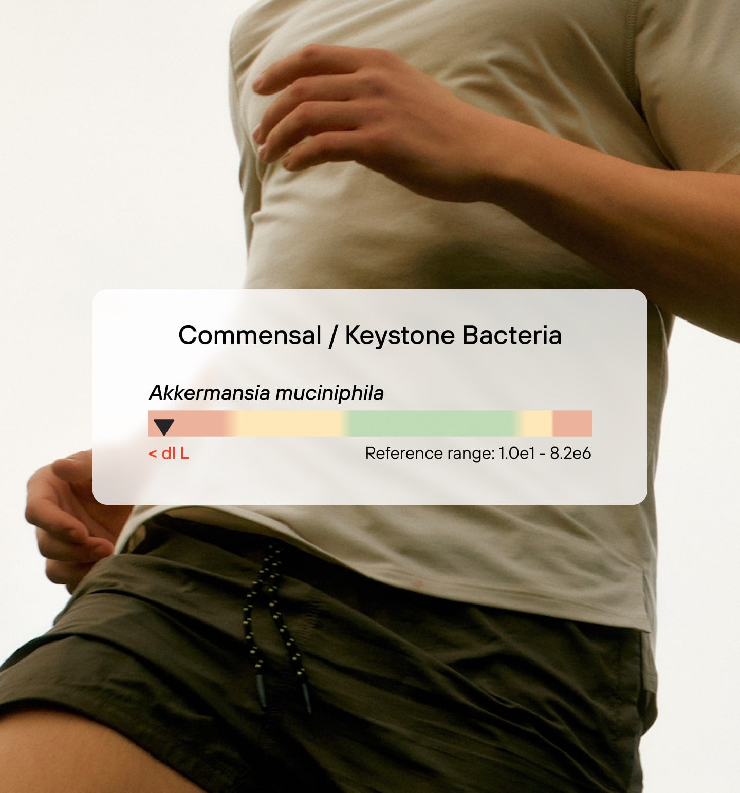 بندولوم أكرامنسيا