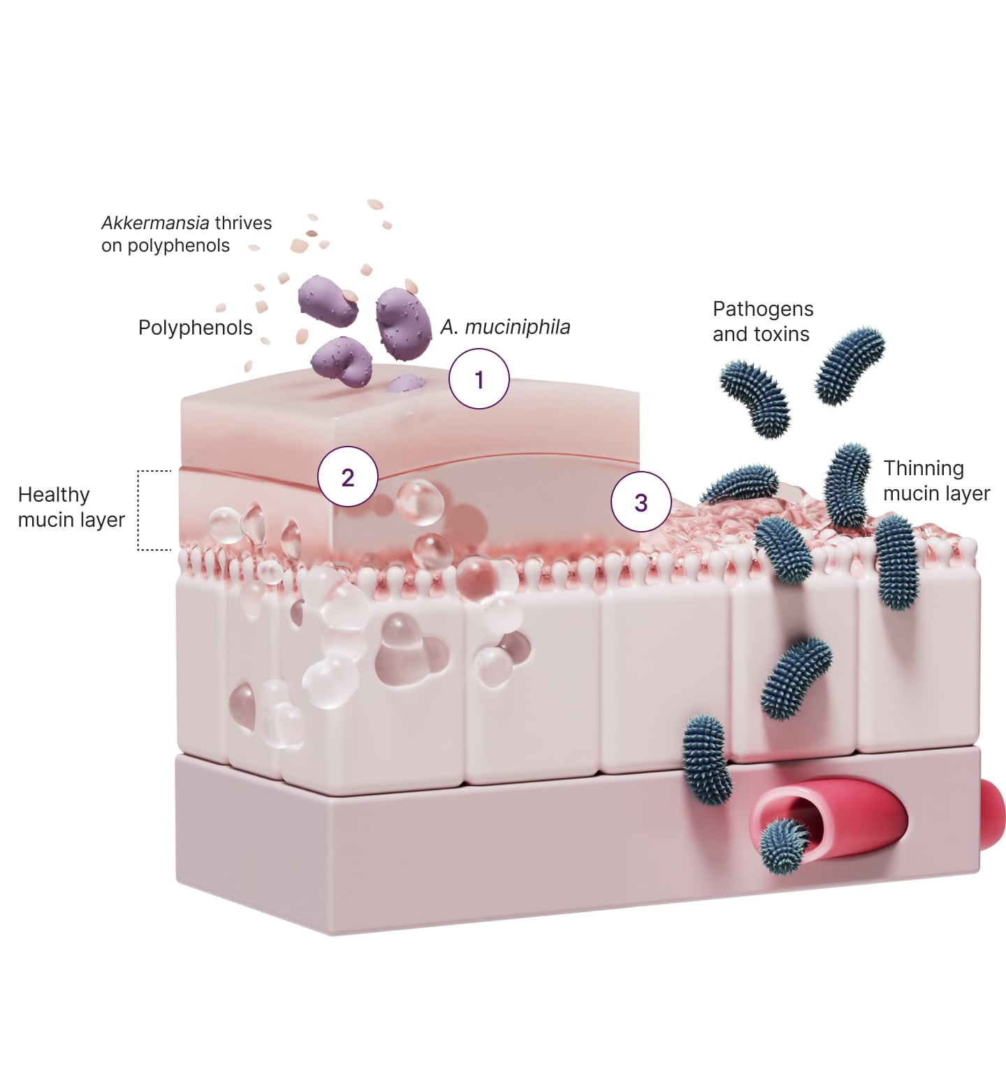 How Akkermansia fortifies your gut