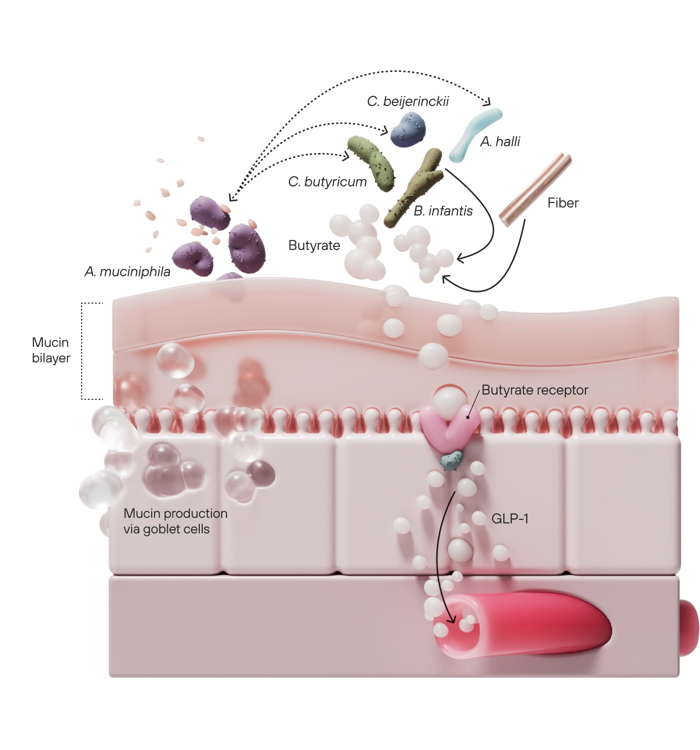 glp 1 for binge eating GLP-1s & binge eating 💊, Eating disorders, including binge eating  disorder, are a contraindication for GLP-1 medications. Yet many people are  still accessing them privately., During eating-disorder