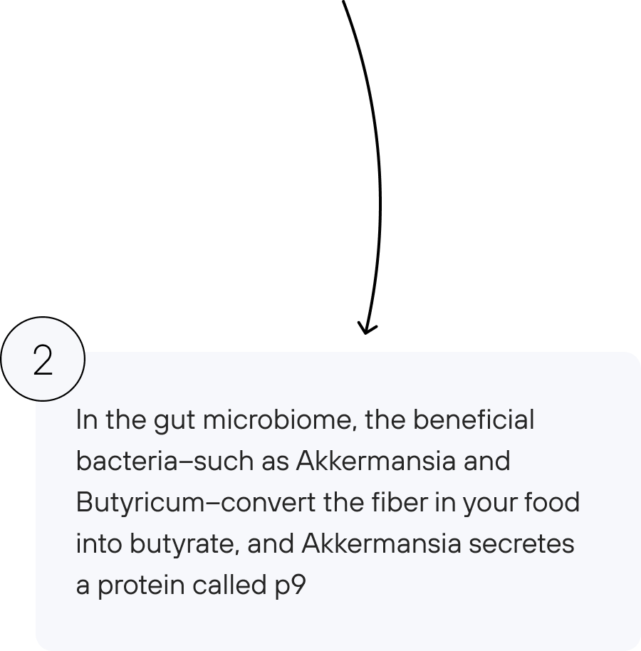 In the gut microbiome, the beneficial bacteria–such as Akkermansia and Butyricum–convert the fiber in your food into butyrate, and Akkermansia secretes a protein called p9